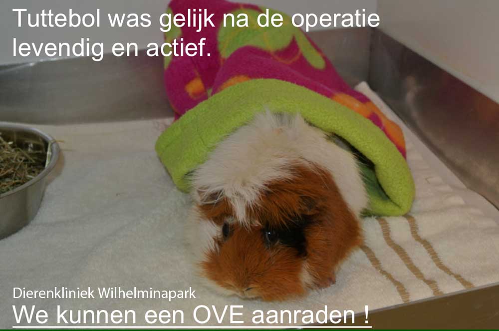 Een cavia na een OVE via een flanksnede, Tuttebol is meteen na de operatie goed te pas